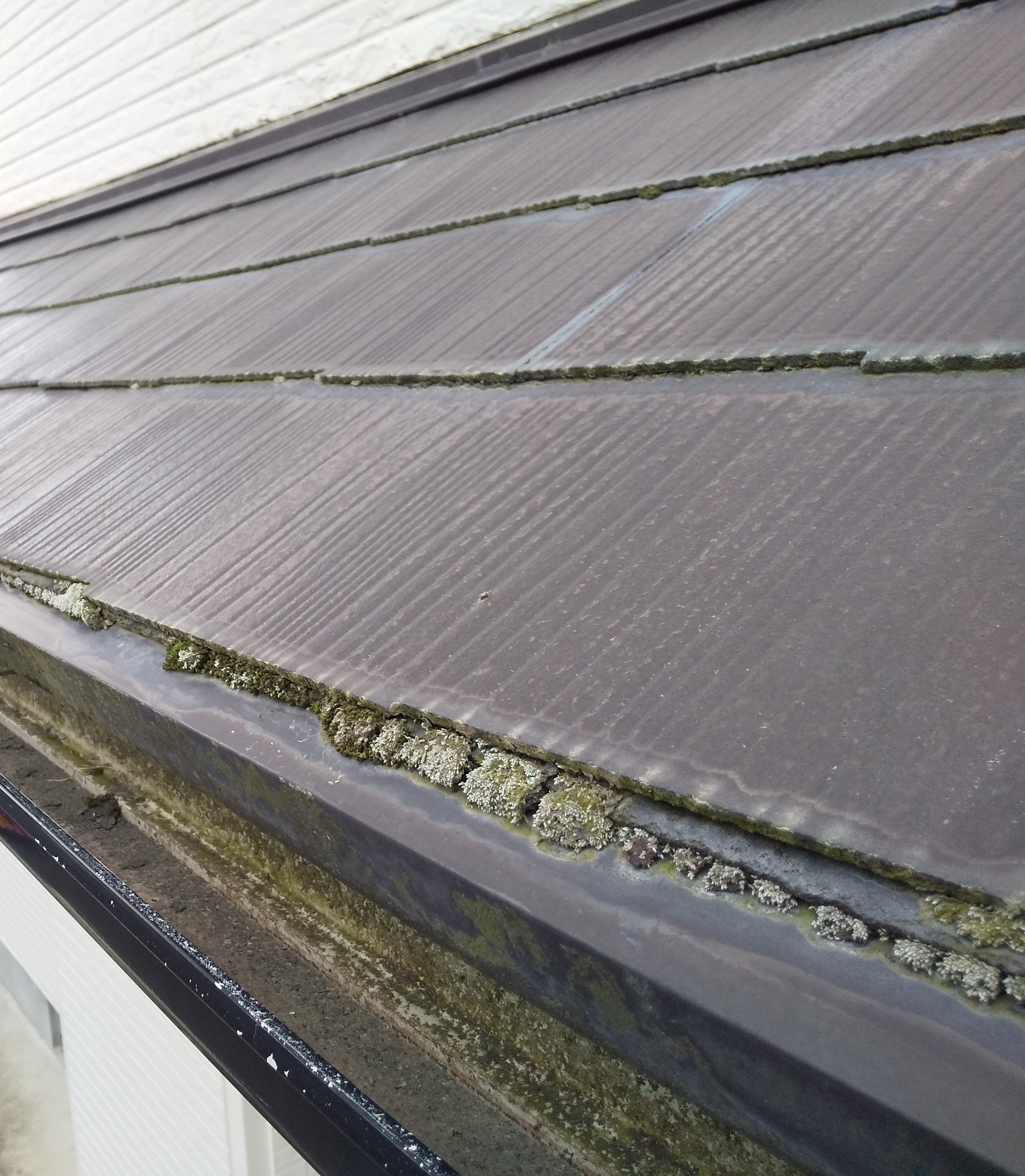 北面屋根：防水効果が切れて常に水分を吸収しているため 根付いた苔
